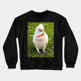 Eastern Long Billed Corella Crewneck Sweatshirt